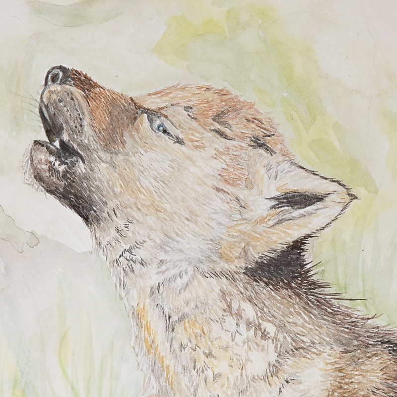 original aquarell kleiner wolf